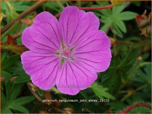 Geranium sanguineum 'John Elsley' | Bloedooievaarsbek, Ooievaarsbek, Tuingeranium