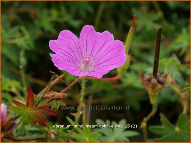 Geranium sanguineum 'John Elsley' | Bloedooievaarsbek, Ooievaarsbek, Tuingeranium