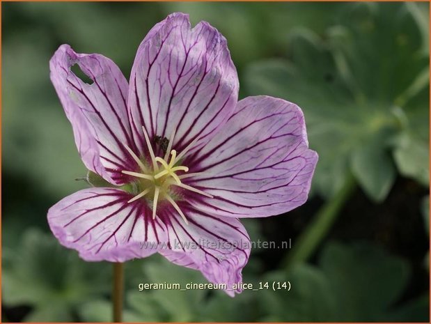 Geranium cinereum 'Alice' | Ooievaarsbek