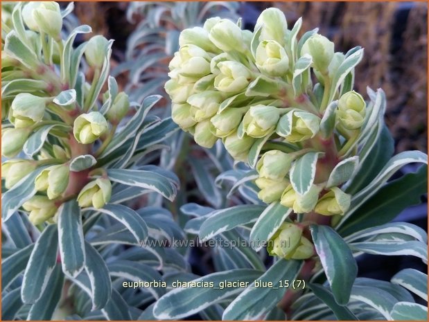 Euphorbia characias 'Glacier Blue' | Wolfsmelk