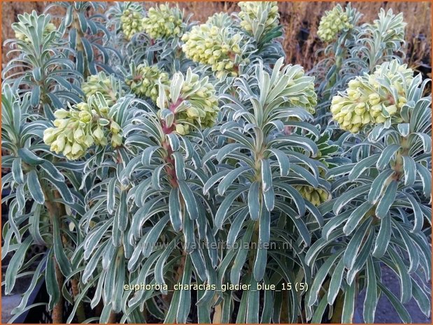 Euphorbia characias 'Glacier Blue' | Wolfsmelk