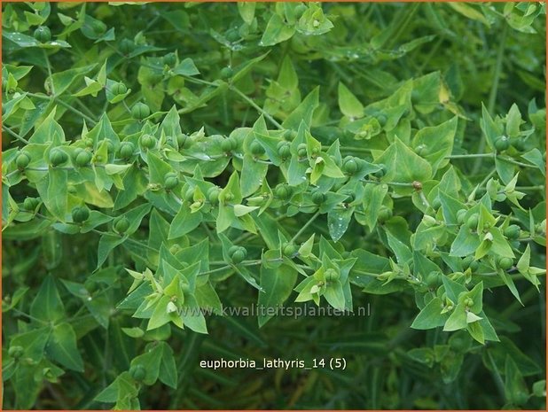 Euphorbia lathyris | Kruisbladwolfsmelk, Mollenplant, Wolfsmelk