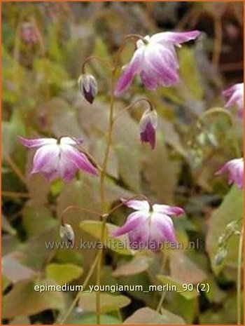 Epimedium youngianum 'Merlin' | Elfenbloem