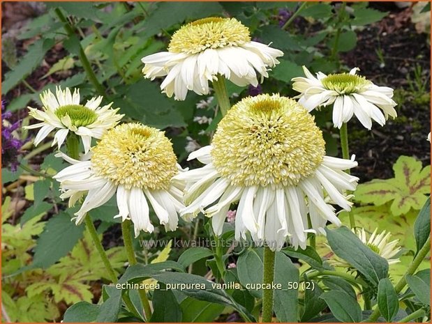 Echinacea purpurea 'Vanilla Cupcake' | Zonnehoed