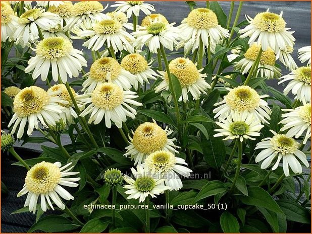 Echinacea purpurea 'Vanilla Cupcake' | Zonnehoed