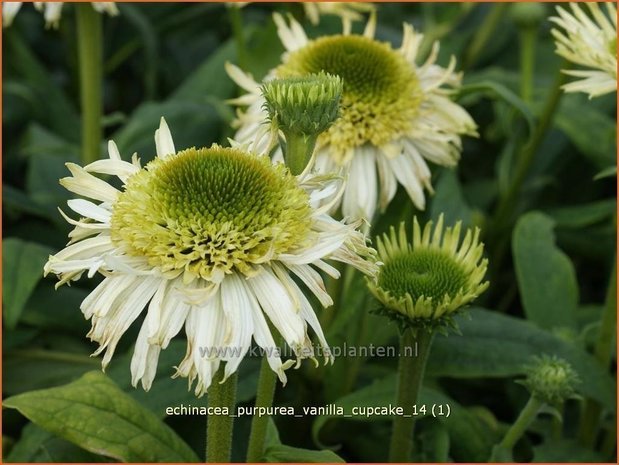 Echinacea purpurea 'Vanilla Cupcake' | Zonnehoed