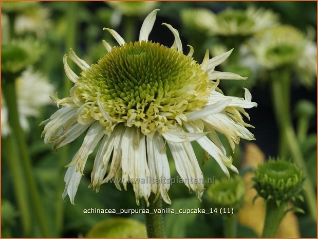 Echinacea purpurea 'Vanilla Cupcake' | Zonnehoed