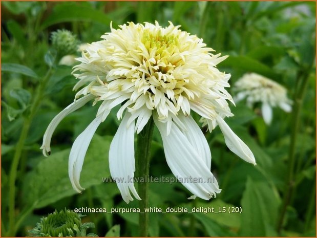 Echinacea purpurea 'White Double Delight' | Zonnehoed