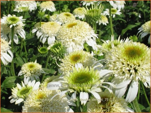 Echinacea purpurea 'White Double Delight' | Zonnehoed