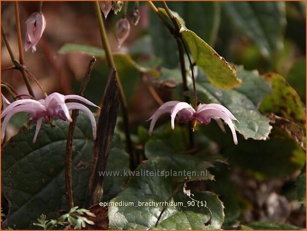 Epimedium brachyrrhizum | Elfenbloem