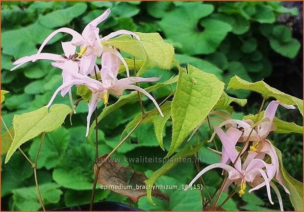 Epimedium brachyrrhizum | Elfenbloem