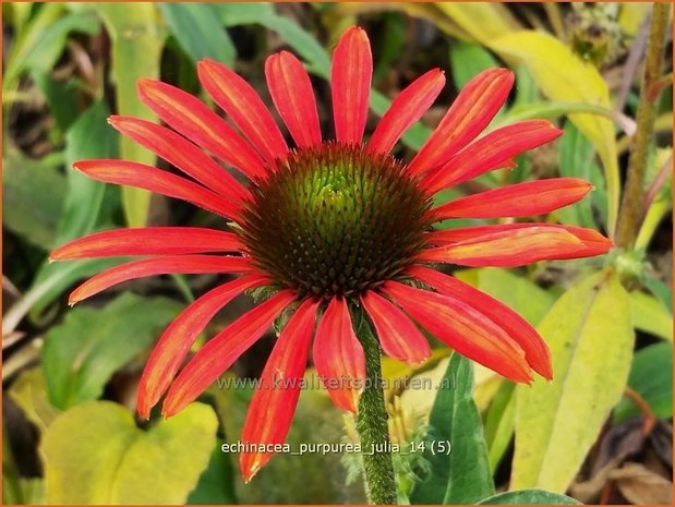 Echinacea purpurea 'Julia' | Zonnehoed