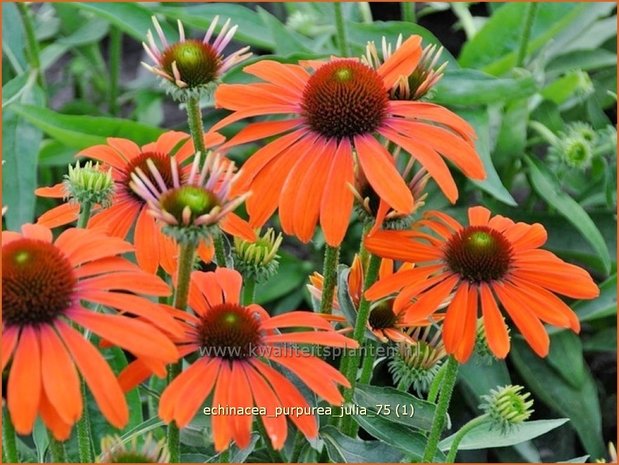 Echinacea purpurea 'Julia' | Zonnehoed