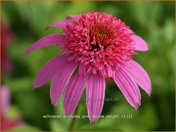 Echinacea purpurea 'Pink Double Delight' | Zonnehoed