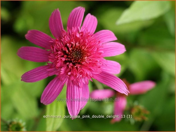 Echinacea purpurea 'Pink Double Delight' | Zonnehoed