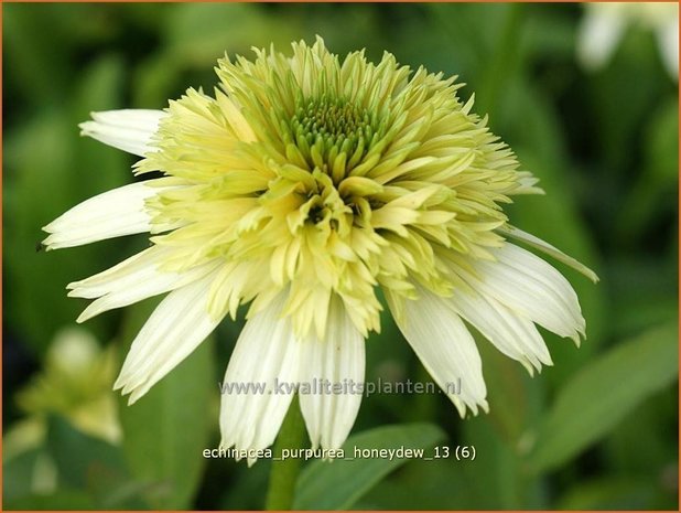 Echinacea purpurea 'Honeydew' | Rode zonnehoed, Zonnehoed | Roter Sonnenhut