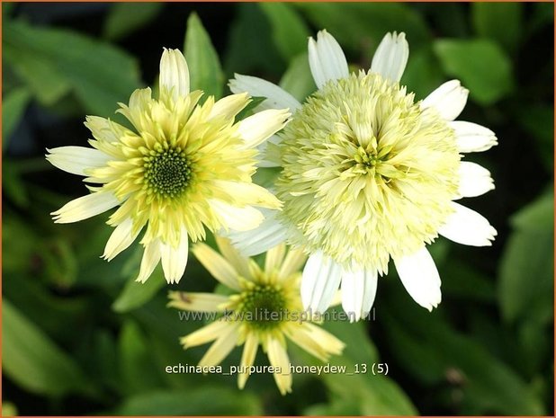 Echinacea purpurea 'Honeydew' | Rode zonnehoed, Zonnehoed | Roter Sonnenhut