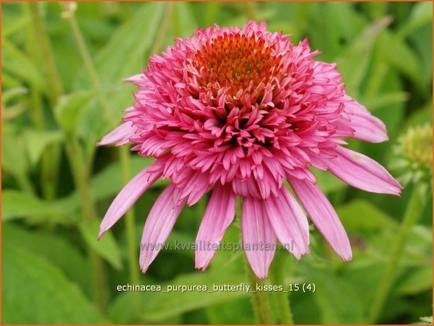 Echinacea purpurea 'Butterfly Kisses' | Zonnehoed