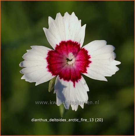 Dianthus deltoides 'Arctic Fire' | Steenanjer, Anjer | Heidenelke