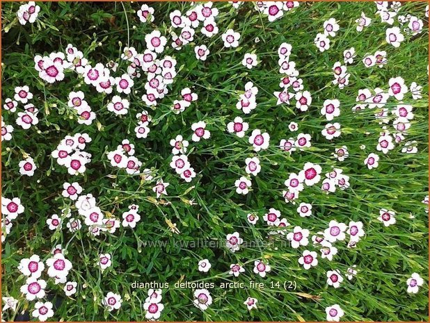 Dianthus deltoides 'Arctic Fire' | Steenanjer, Anjer | Heidenelke