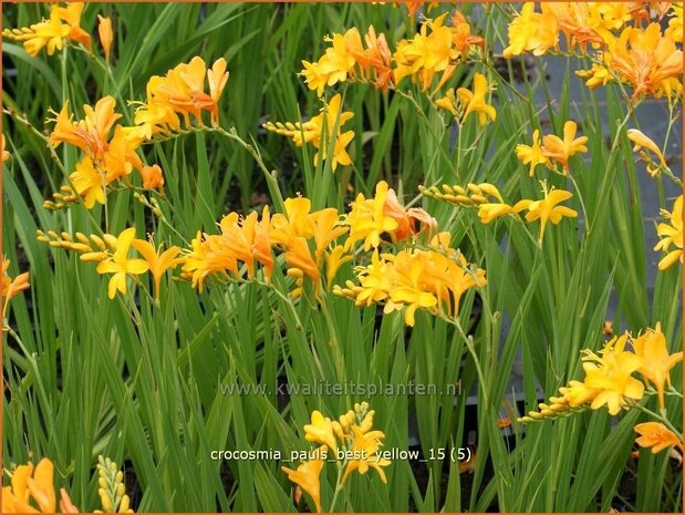 Crocosmia 'Paul's Best Yellow' | Montbretia