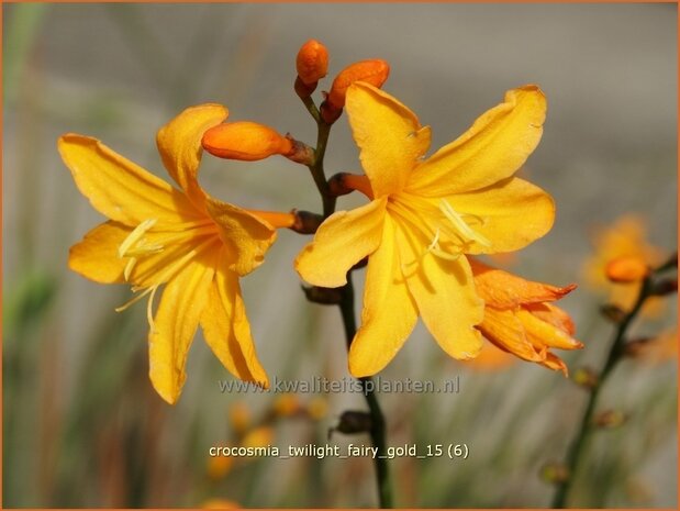 Crocosmia 'Twilight Fairy Gold' | Montbretia