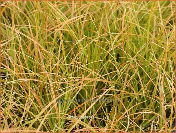 Carex testacea | Zegge