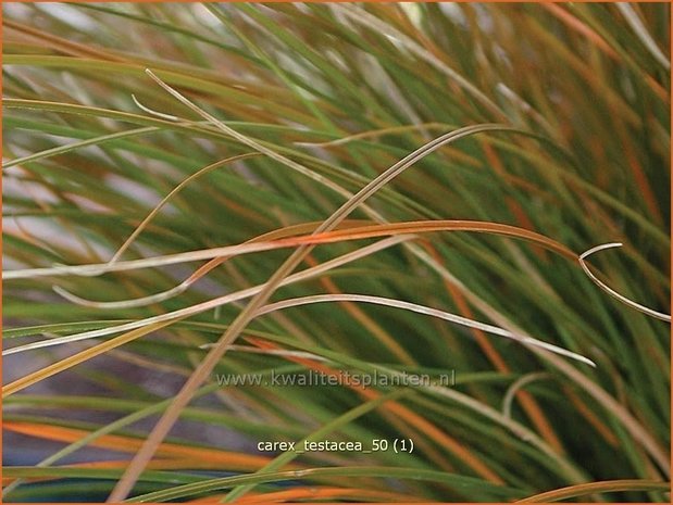 Carex testacea | Zegge