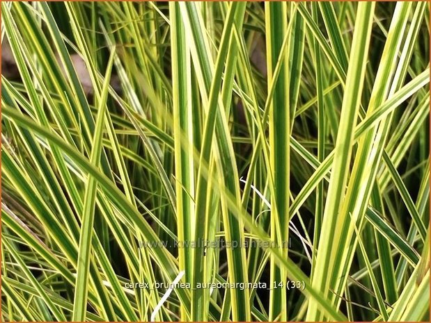 Carex brunnea 'Aureomarginata' | Zegge