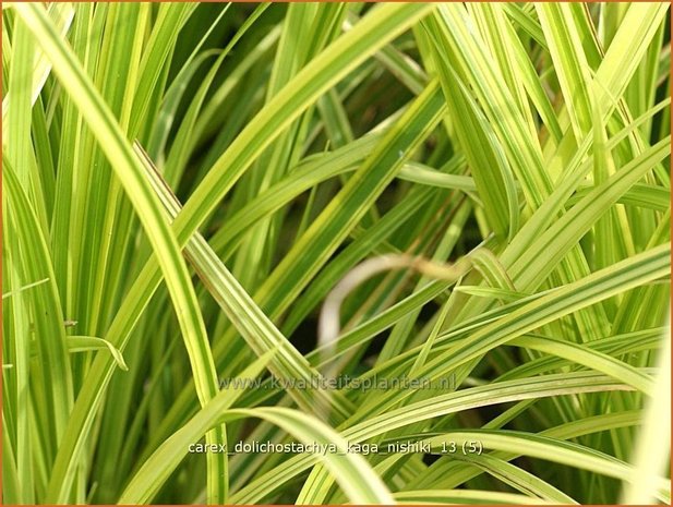 Carex dolichostachya 'Kaga-nishiki' | Zegge