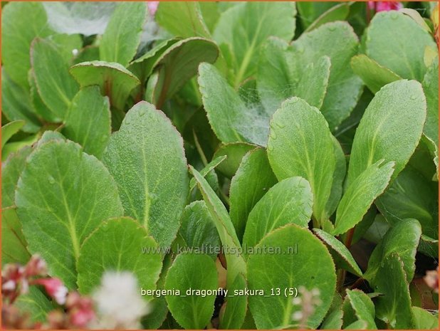 Bergenia 'Dragonfly Sakura' | Schoenlappersplant, Olifantsoren