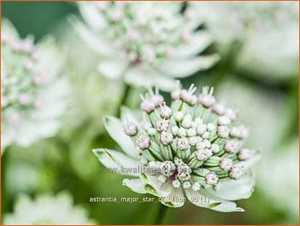 Astrantia major 'Star of Billion' | Zeeuws knoopje, Groot sterrenscherm | Große Sterndolde | Greater Masterwort