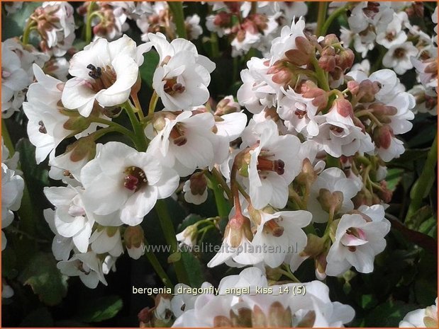 Bergenia 'Dragonfly Angel Kiss' | Schoenlappersplant, Olifantsoren