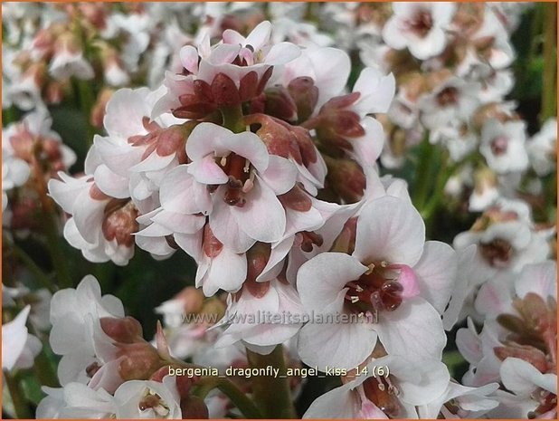 Bergenia 'Dragonfly Angel Kiss' | Schoenlappersplant, Olifantsoren