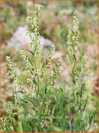 Artemisia dracunculus | Russische dragon, Dragon, Drakenkruid