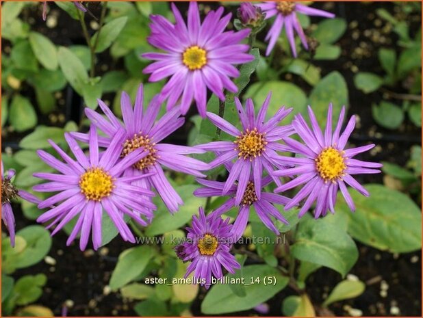 Aster amellus 'Brilliant' | Aster