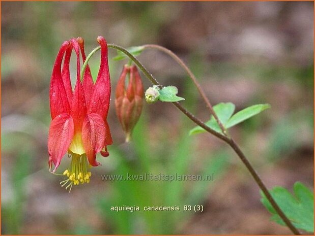 Aquilegia canadensis | Akelei