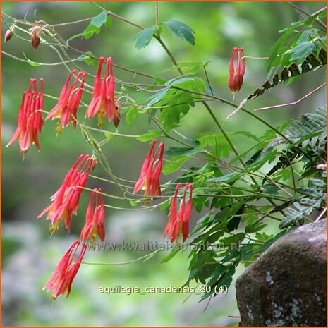 Aquilegia canadensis | Akelei