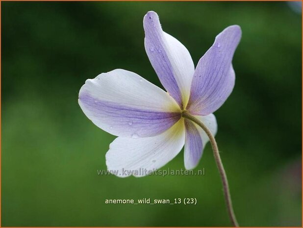 Anemone 'Wild Swan' | Anemoon