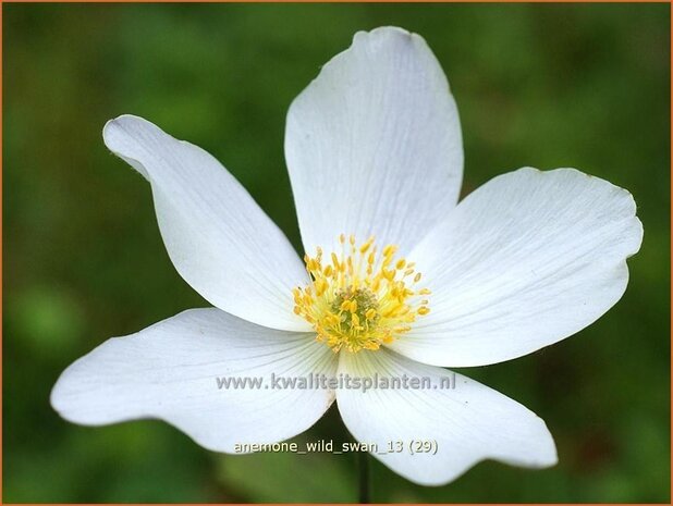 Anemone 'Wild Swan' | Anemoon