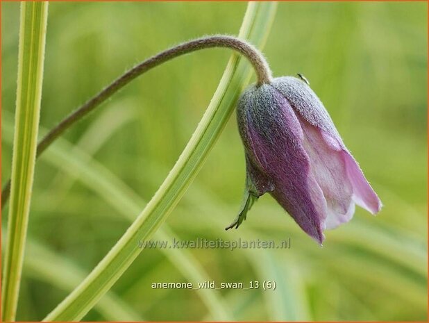 Anemone 'Wild Swan' | Anemoon