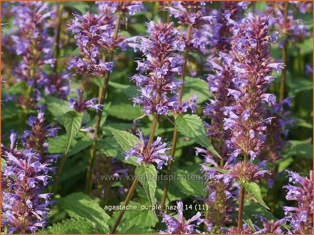 Agastache 'Purple Haze' | Dropplant, Anijsnetel