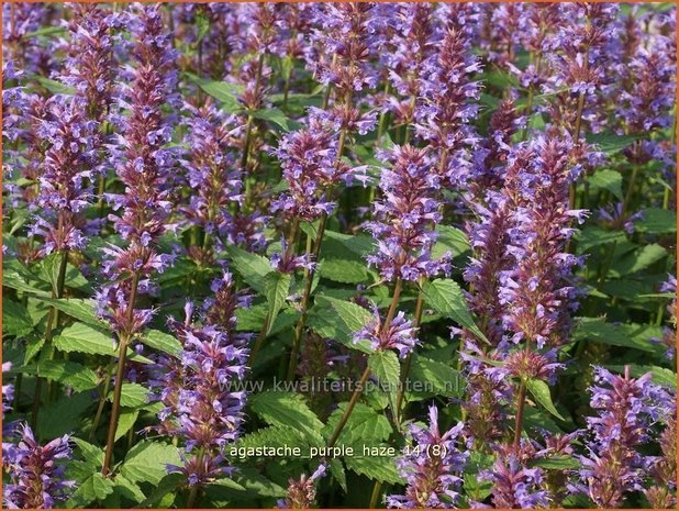 Agastache 'Purple Haze' | Dropplant, Anijsnetel