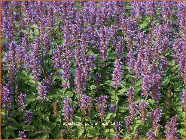 Agastache 'Purple Haze' | Dropplant, Anijsnetel