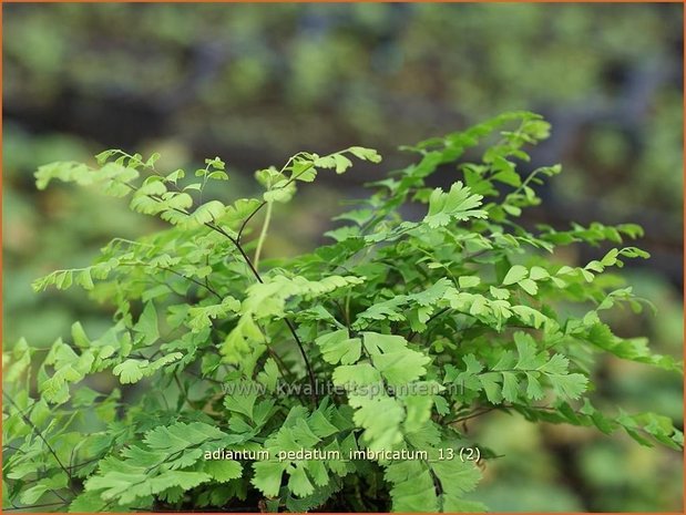 Adiantum pedatum 'Imbricatum' | Venushaar, Hoefijzervaren, Vrouwenhaar