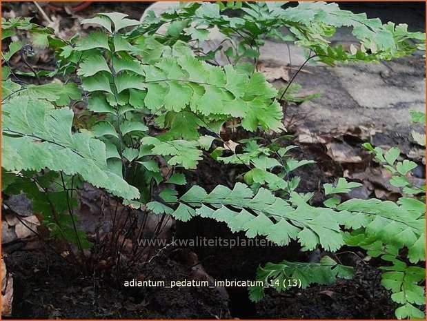 Adiantum pedatum 'Imbricatum' | Venushaar, Hoefijzervaren, Vrouwenhaar