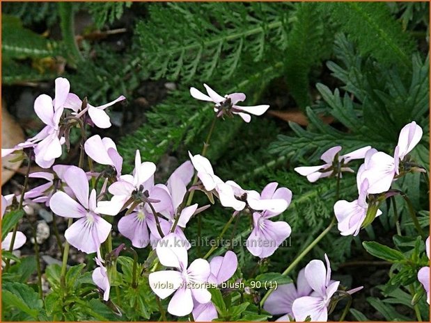 Viola cornuta 'Victoria's Blush' | Hoornviooltje