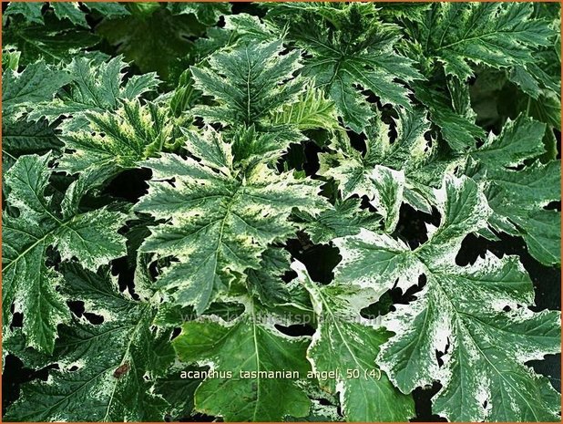 Acanthus 'Tasmanian Angel' | Stekelige berenklauw