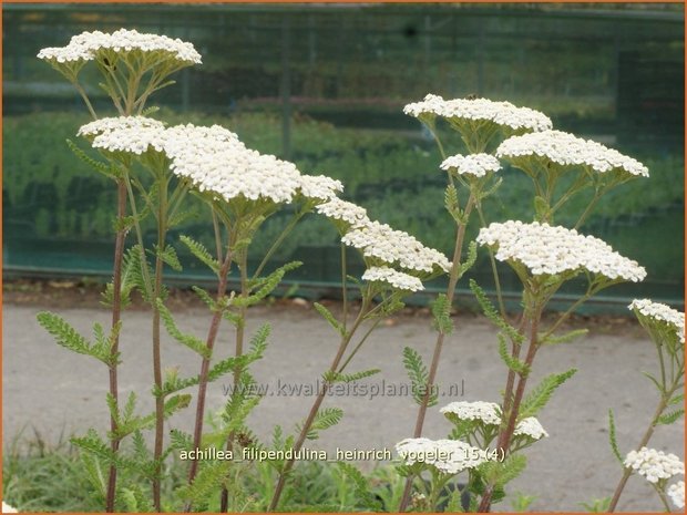 Achillea filipendulina 'Heinrich Vogeler' | Duizendblad