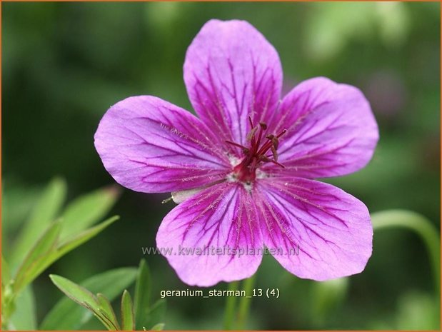 Geranium soboliferum 'Starman' | Ooievaarsbek